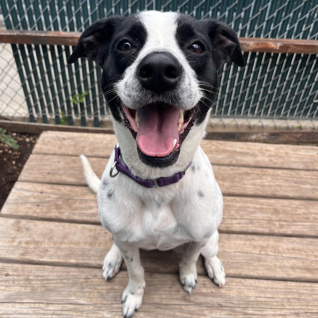 DARLA, a Adoptable mixed breed in Kyle, TX image 4/6