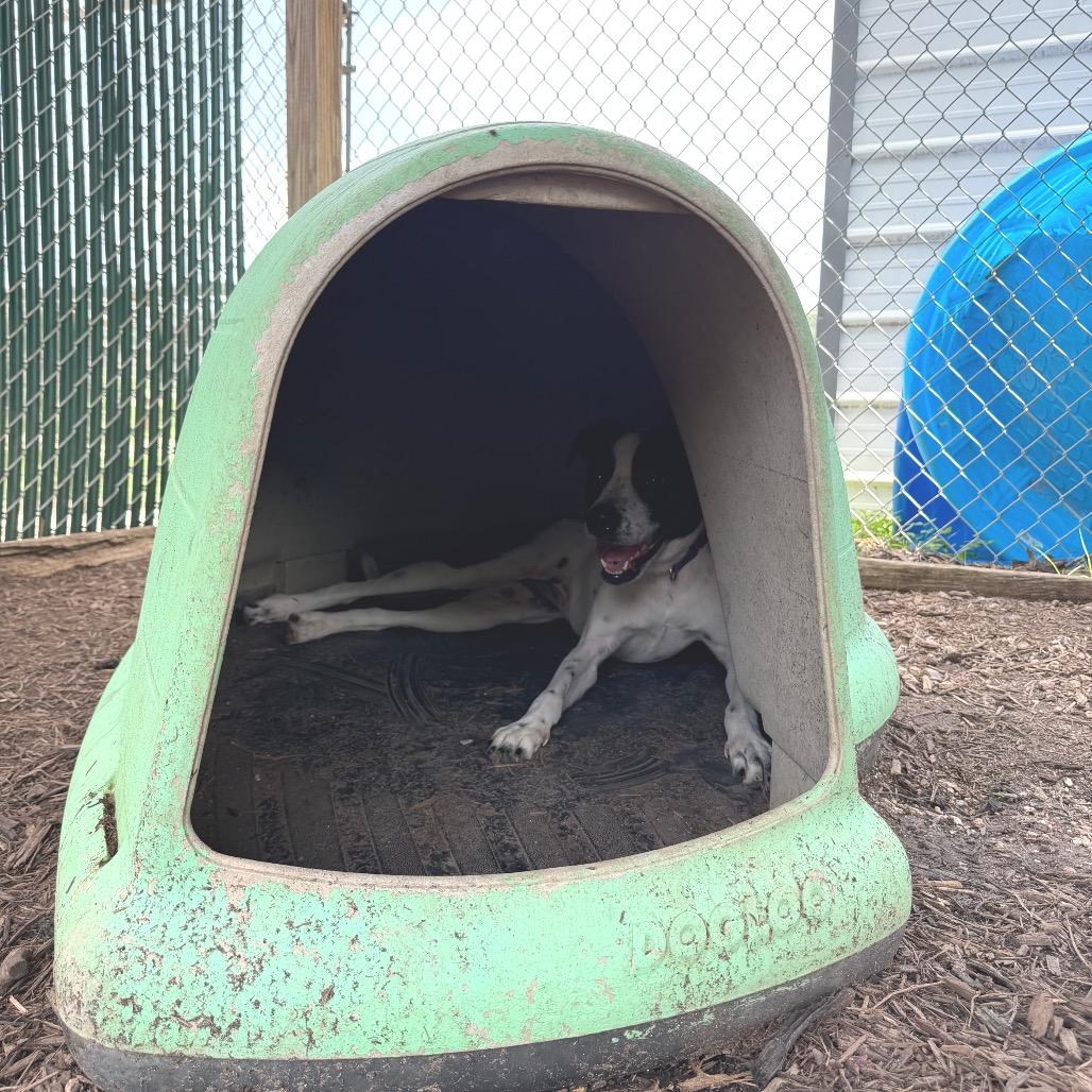 DARLA, a Adoptable mixed breed in Kyle, TX image 5/6