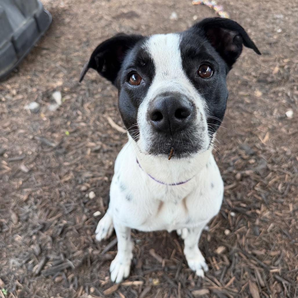 DARLA, a Adoptable mixed breed in Kyle, TX image 6/6