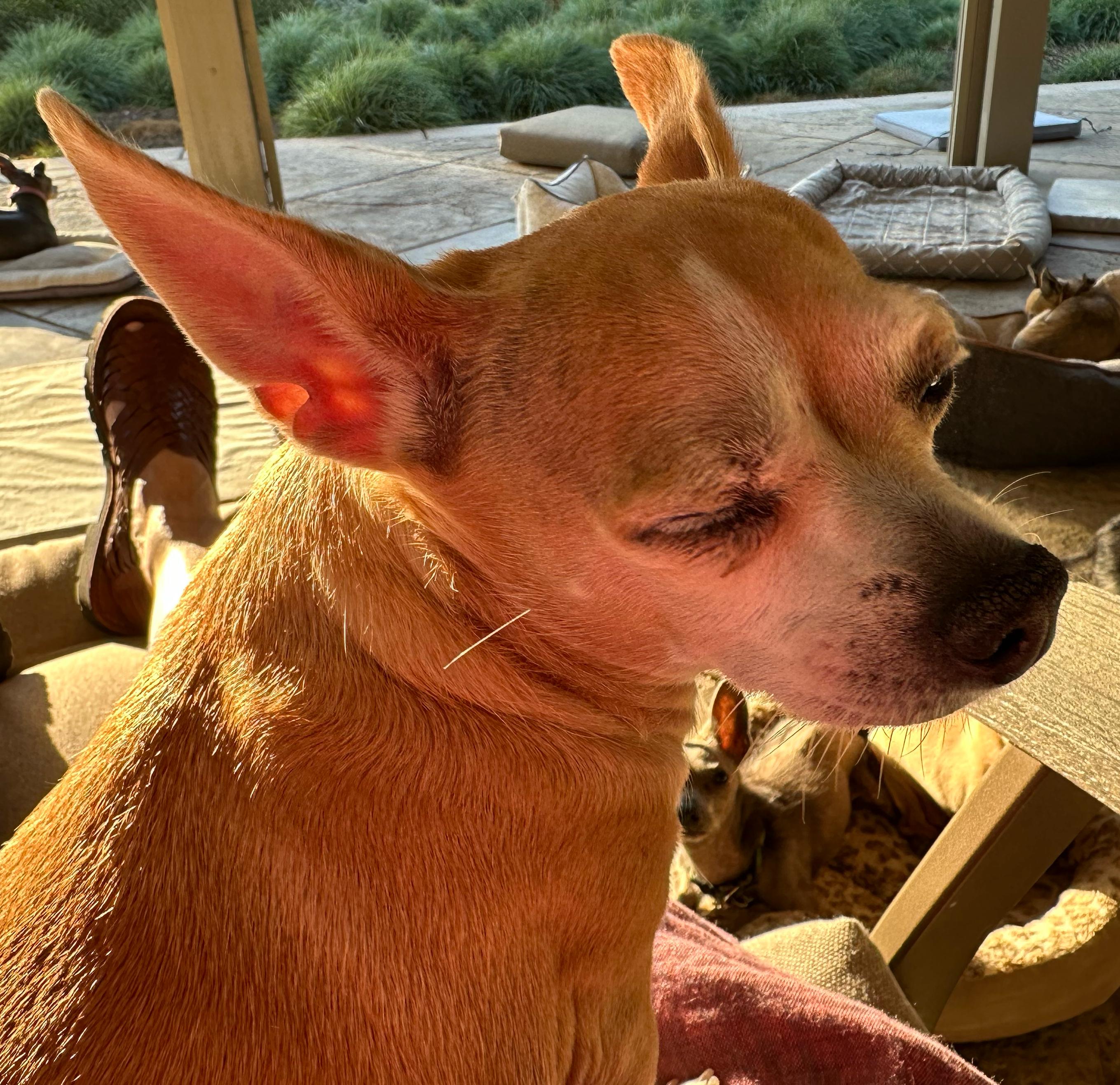 Enlarge Lilah, a Adoptable mixed breed in Wingdale, NY image 3/3