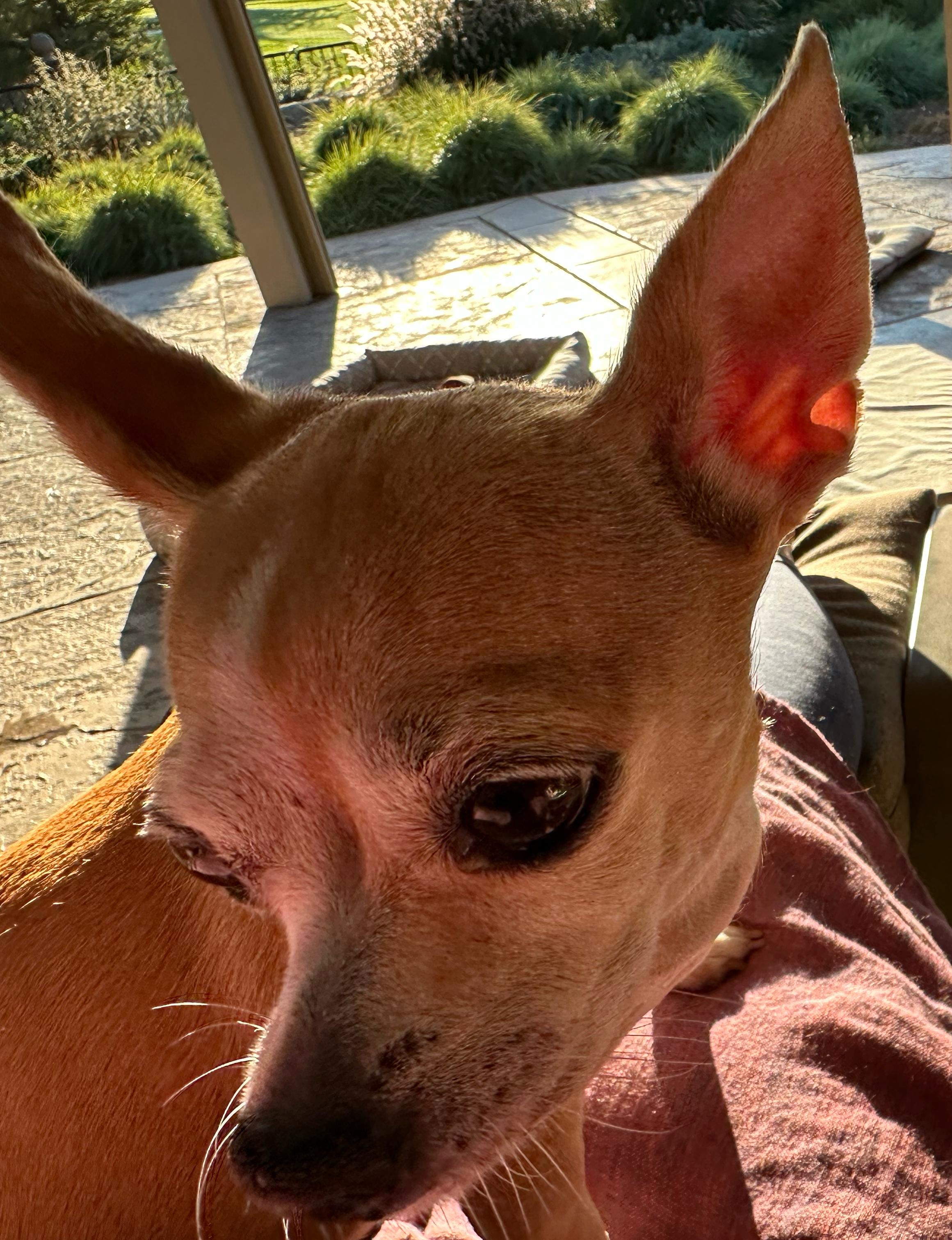 Enlarge Lilah, a Adoptable mixed breed in Wingdale, NY image 2/3