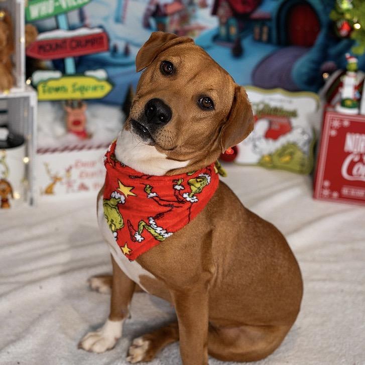 Malorie, a Adoptable Mixed Breed in Aberdeen, NC image 1/6