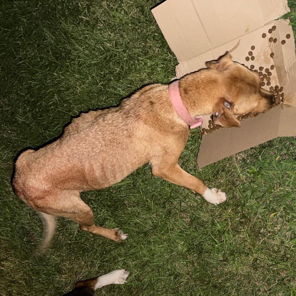 Malorie, a Adoptable Mixed Breed in Aberdeen, NC image 3/6