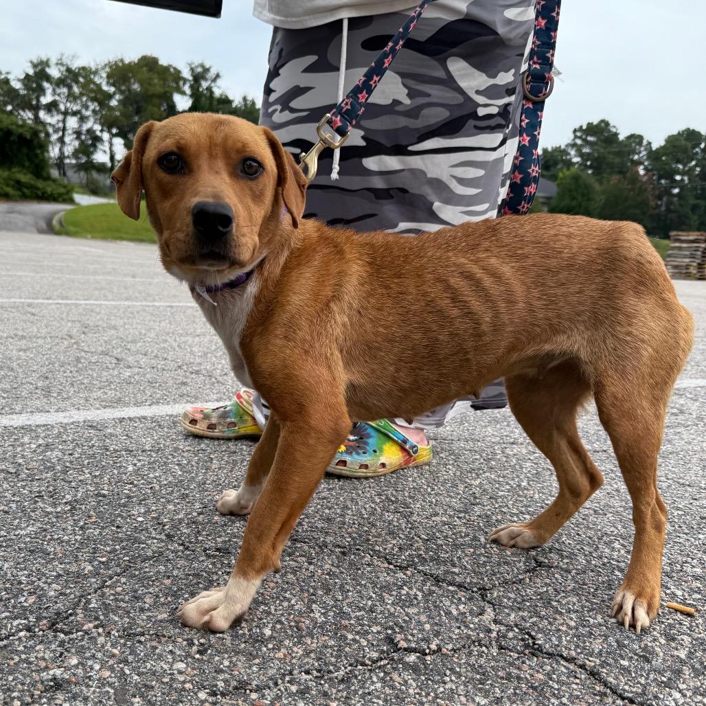 Malorie, a Adoptable Mixed Breed in Aberdeen, NC image 4/6