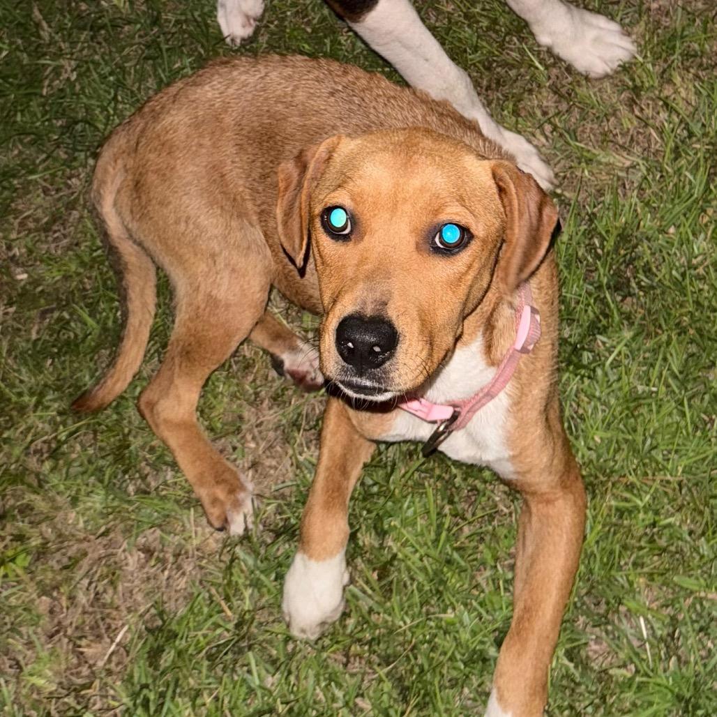 Malorie, a Adoptable Mixed Breed in Aberdeen, NC image 5/6