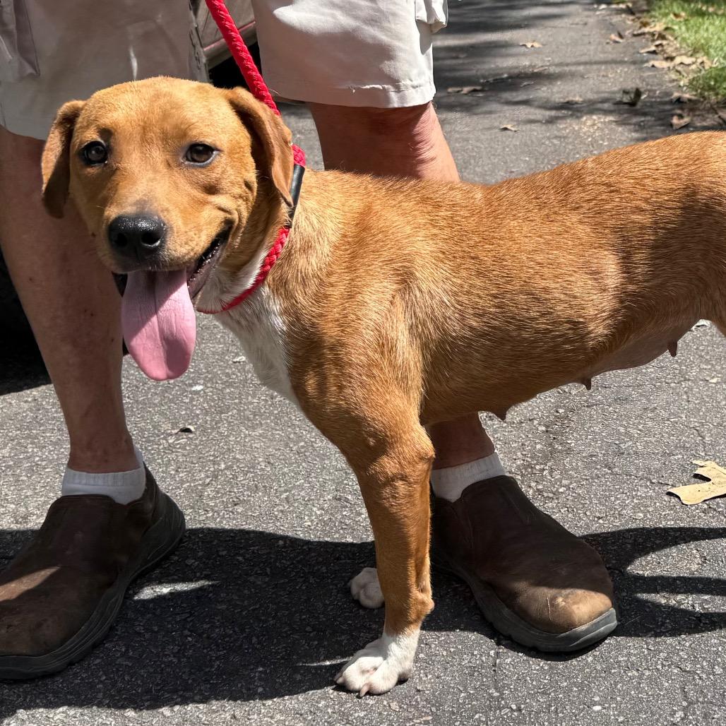 Malorie, a Adoptable Mixed Breed in Aberdeen, NC image 6/6
