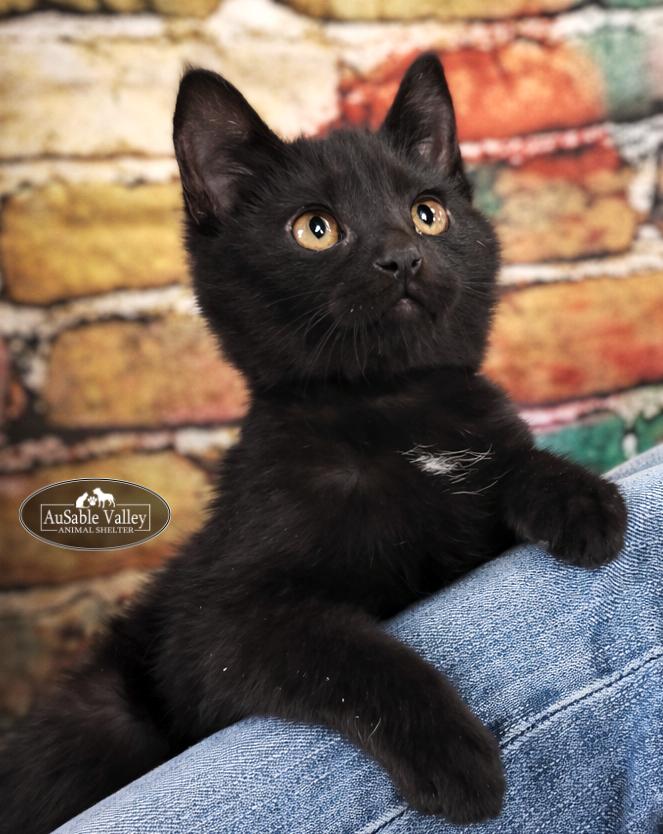 Enlarge Professor McGonagall , a ADOPTABLE Domestic Short Hair in Grayling, MI image 2/3