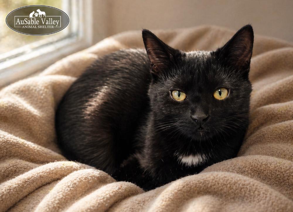Enlarge Professor McGonagall , a ADOPTABLE Domestic Short Hair in Grayling, MI image 1/3