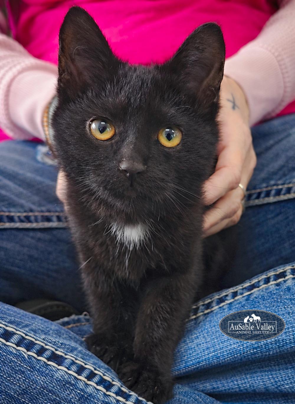 Enlarge Professor McGonagall , a ADOPTABLE Domestic Short Hair in Grayling, MI image 3/3