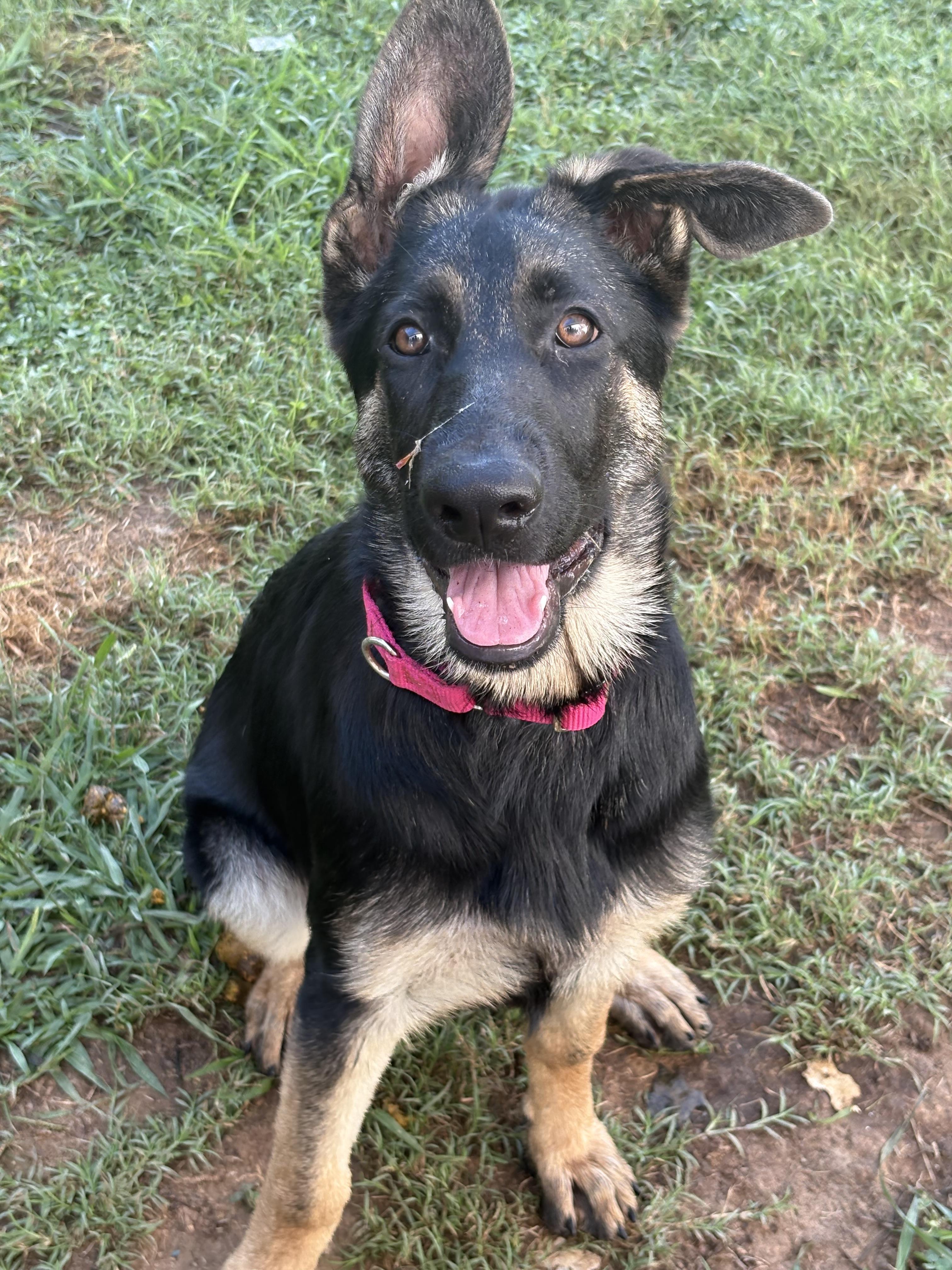 Echo