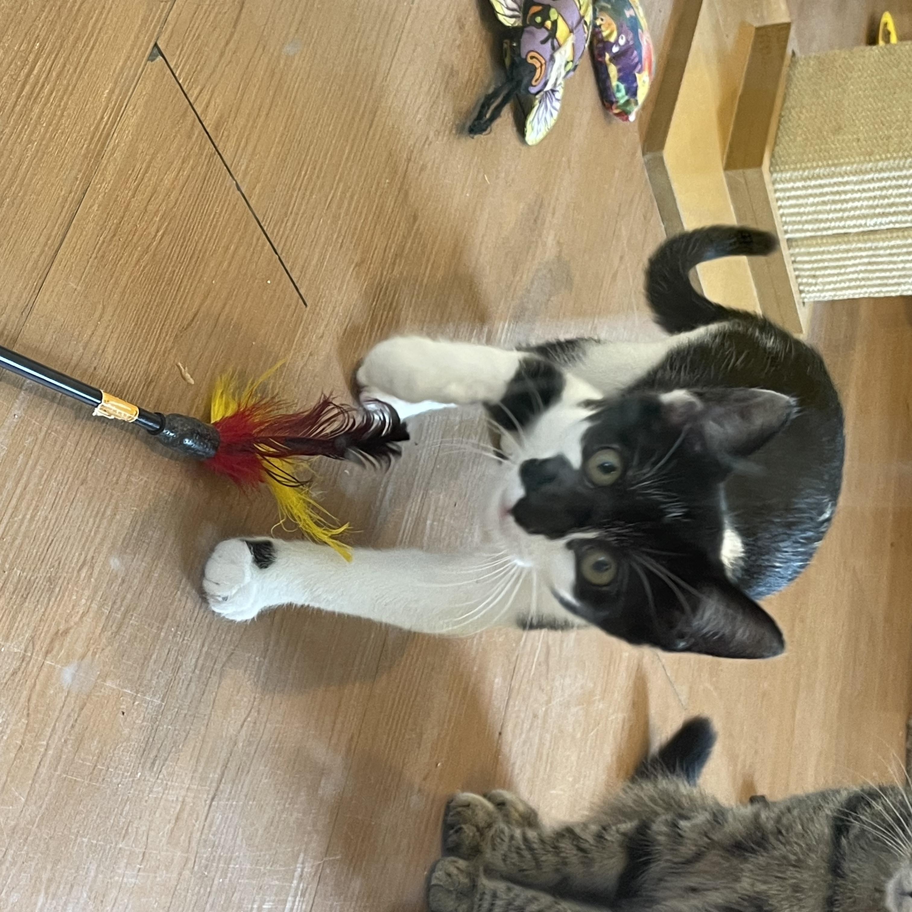 Enlarge Dani and Dozer, a Adoptable Domestic Short Hair in Wells, ME image 5/5