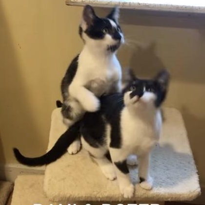 Enlarge Dani and Dozer, a Adoptable Domestic Short Hair in Wells, ME image 1/5