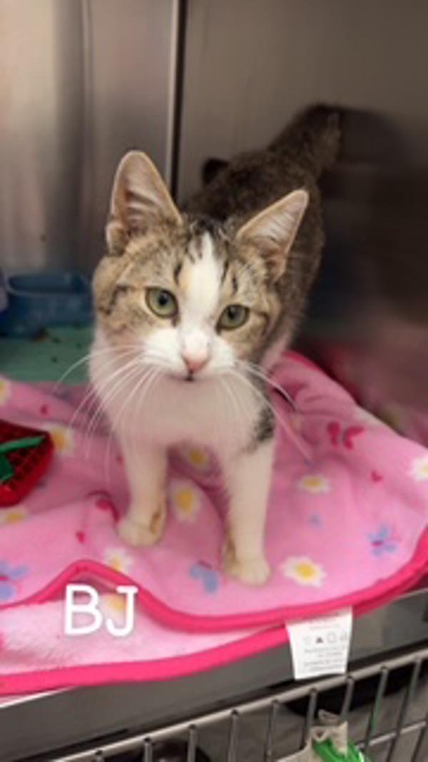 B.J, Adoptable, Young Female Domestic Short Hair.