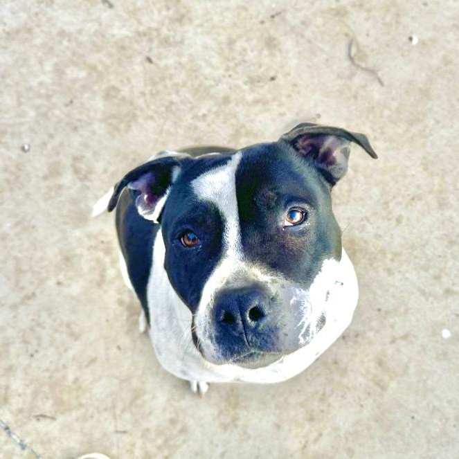 Patches, Adoptable, Young Female Staffordshire Bull Terrier.