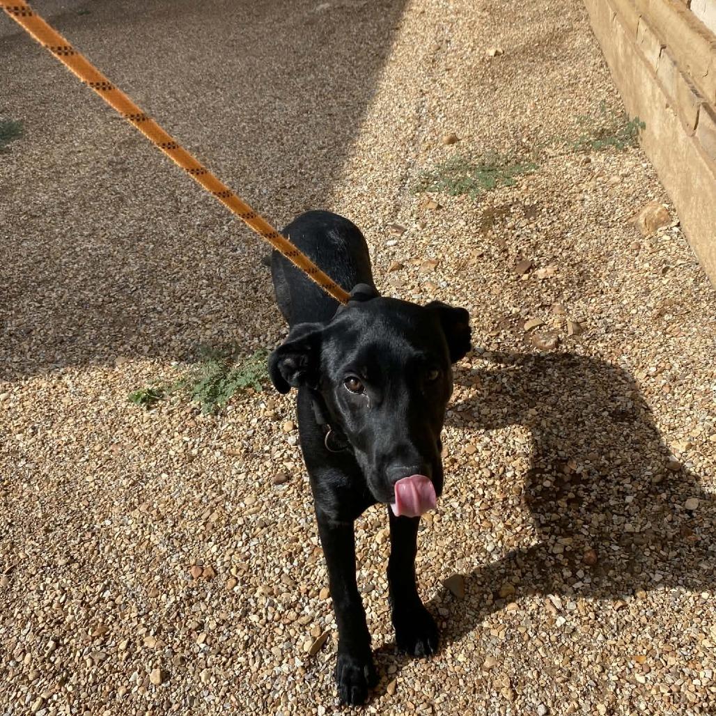 Ophelia, Adoptable, Puppy Female Black Labrador Retriever.