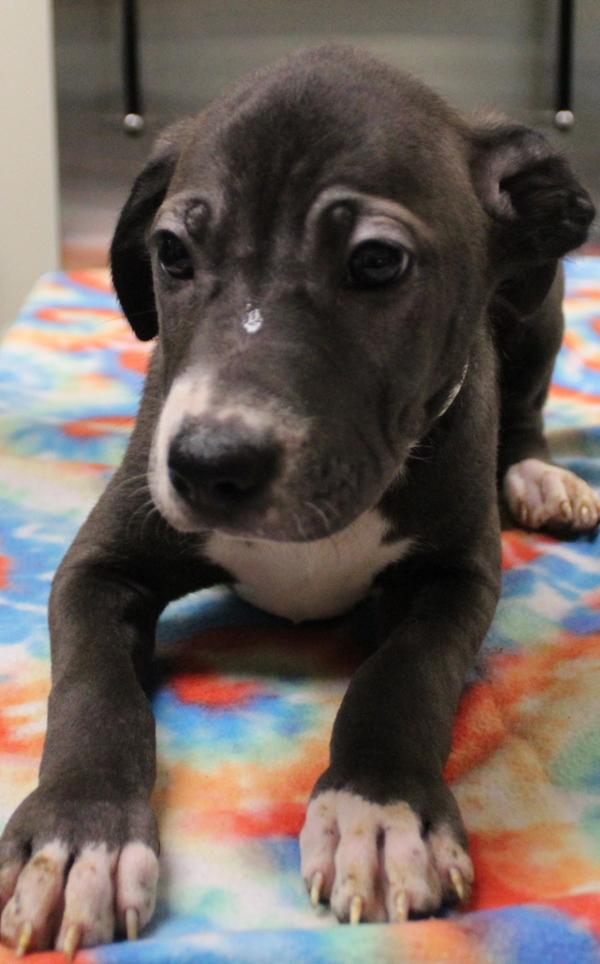 In Foster - Phineas, a Adoptable mixed breed in Lawrenceville, GA image 2/5