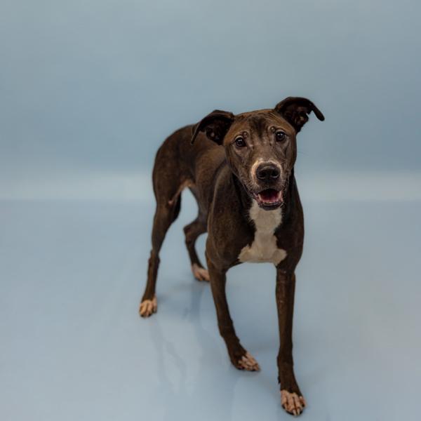 In Foster - Phineas, a Adoptable mixed breed in Lawrenceville, GA image 3/5