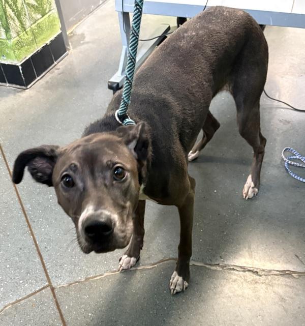 In Foster - Phineas, a Adoptable mixed breed in Lawrenceville, GA image 4/5