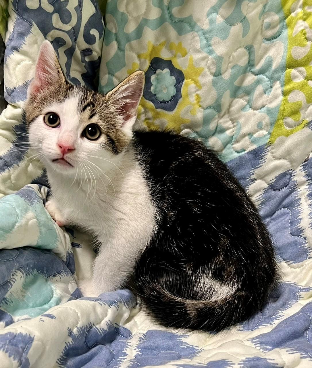 Chaos, ADOPTABLE, Kitten Male Domestic Short Hair.