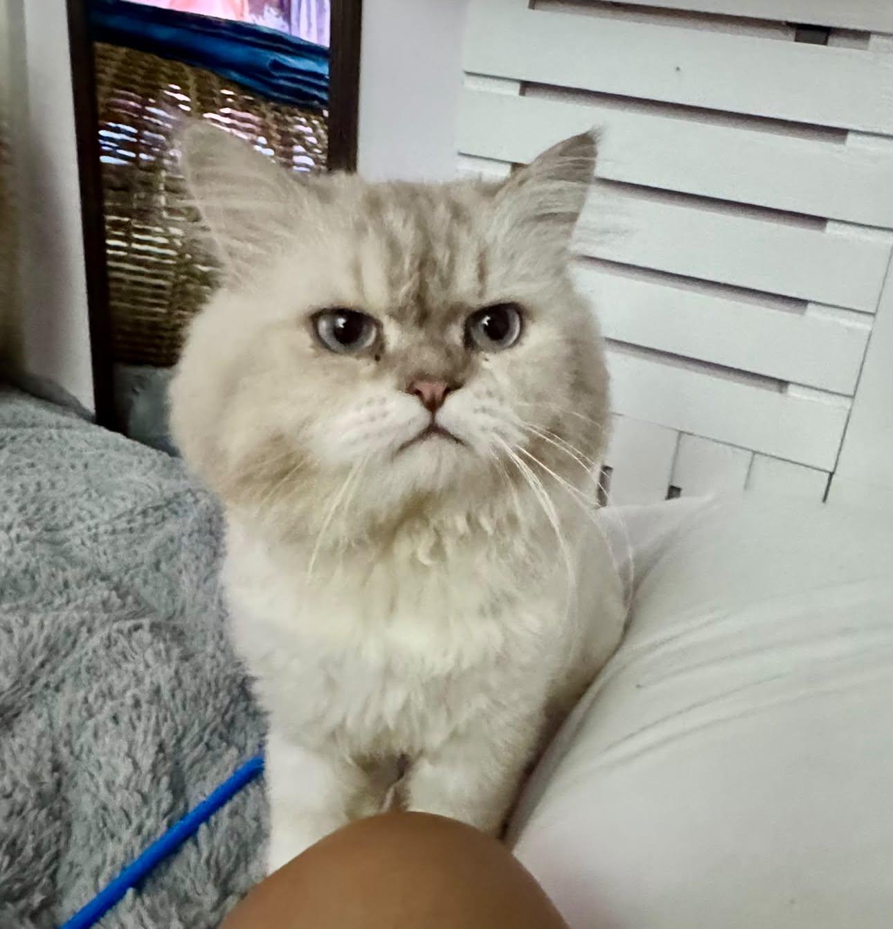 Enlarge Kevin - 3Y - open to meet and greets in North York, a Adoptable mixed breed in North York, ON image 2/2