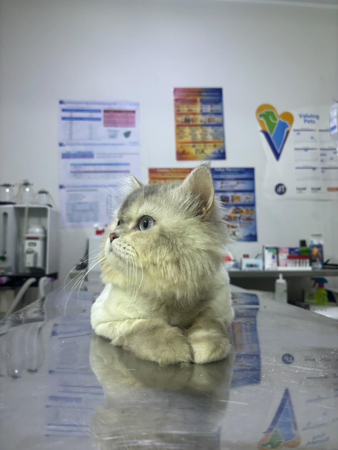 Kevin - 3Y - open to meet and greets in North York, Adoptable, Adult Male Persian.