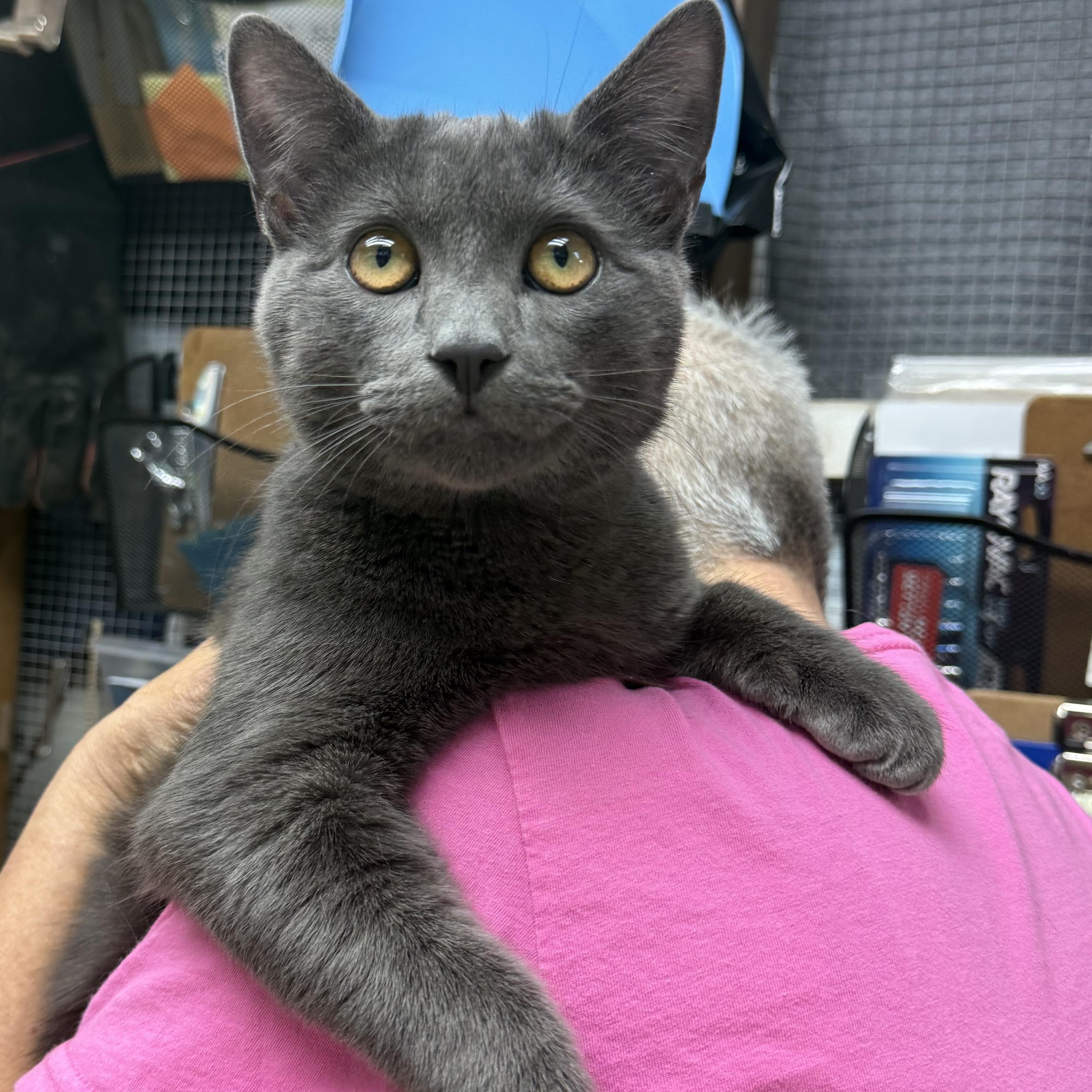 Tony, ADOPTABLE, Kitten Male Domestic Short Hair.