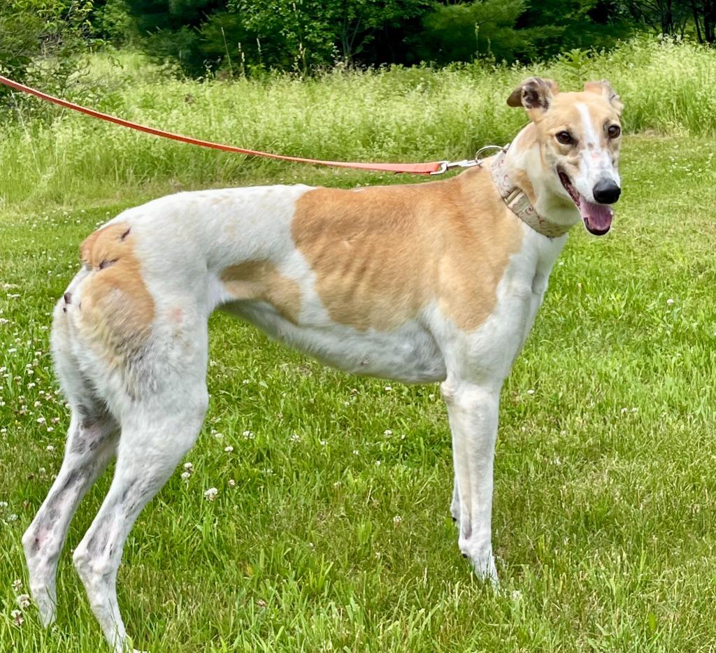 Breezin (Breezy), Adoptable, Adult Female Greyhound.