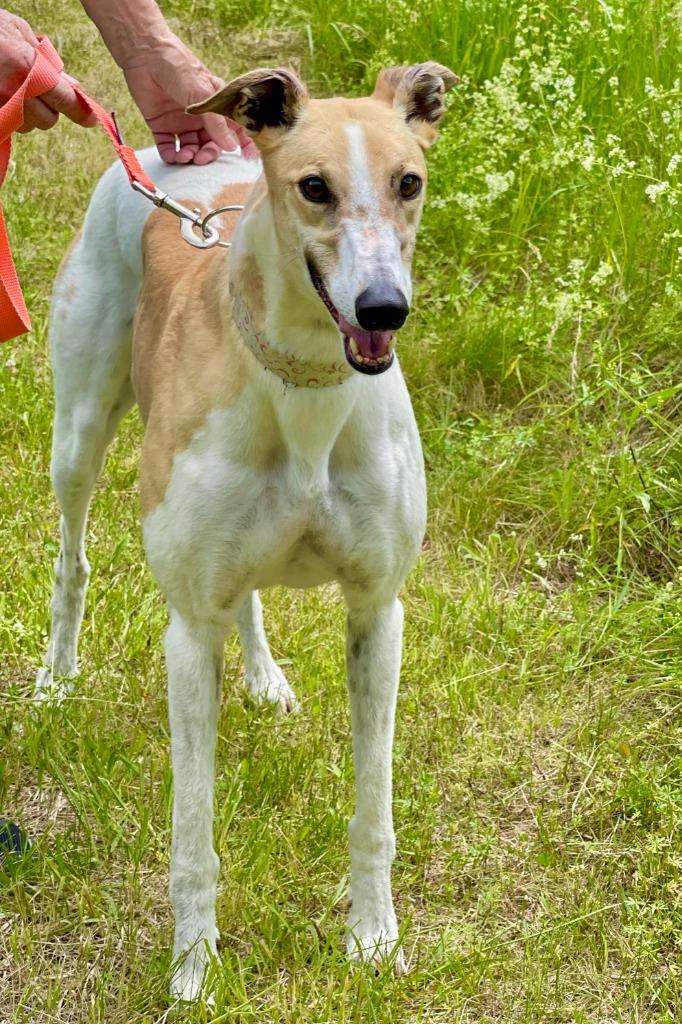 Enlarge Breezin (Breezy), a Adoptable Greyhound in Hopkinton, MA image 2/4