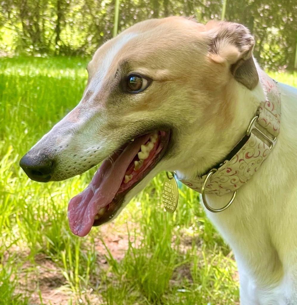 Enlarge Breezin (Breezy), a Adoptable Greyhound in Hopkinton, MA image 3/4