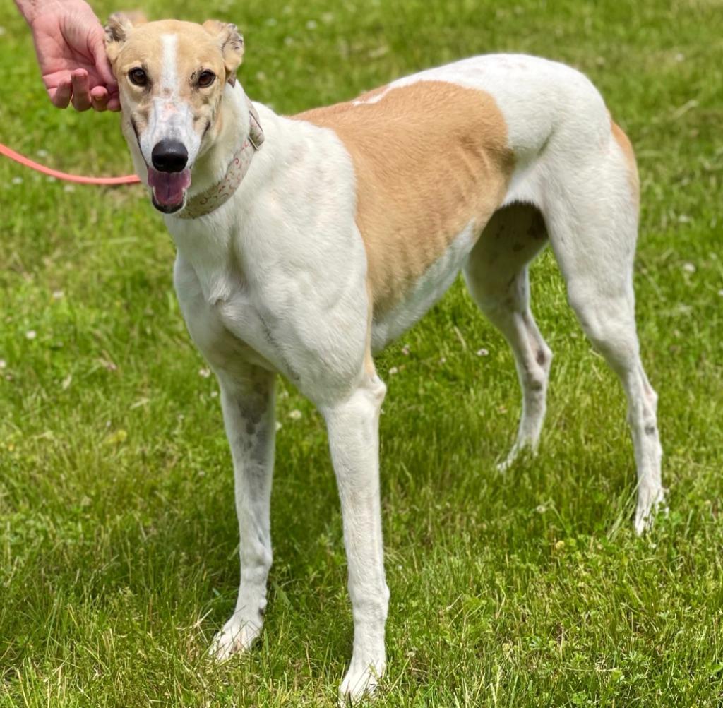 Enlarge Breezin (Breezy), a Adoptable Greyhound in Hopkinton, MA image 4/4