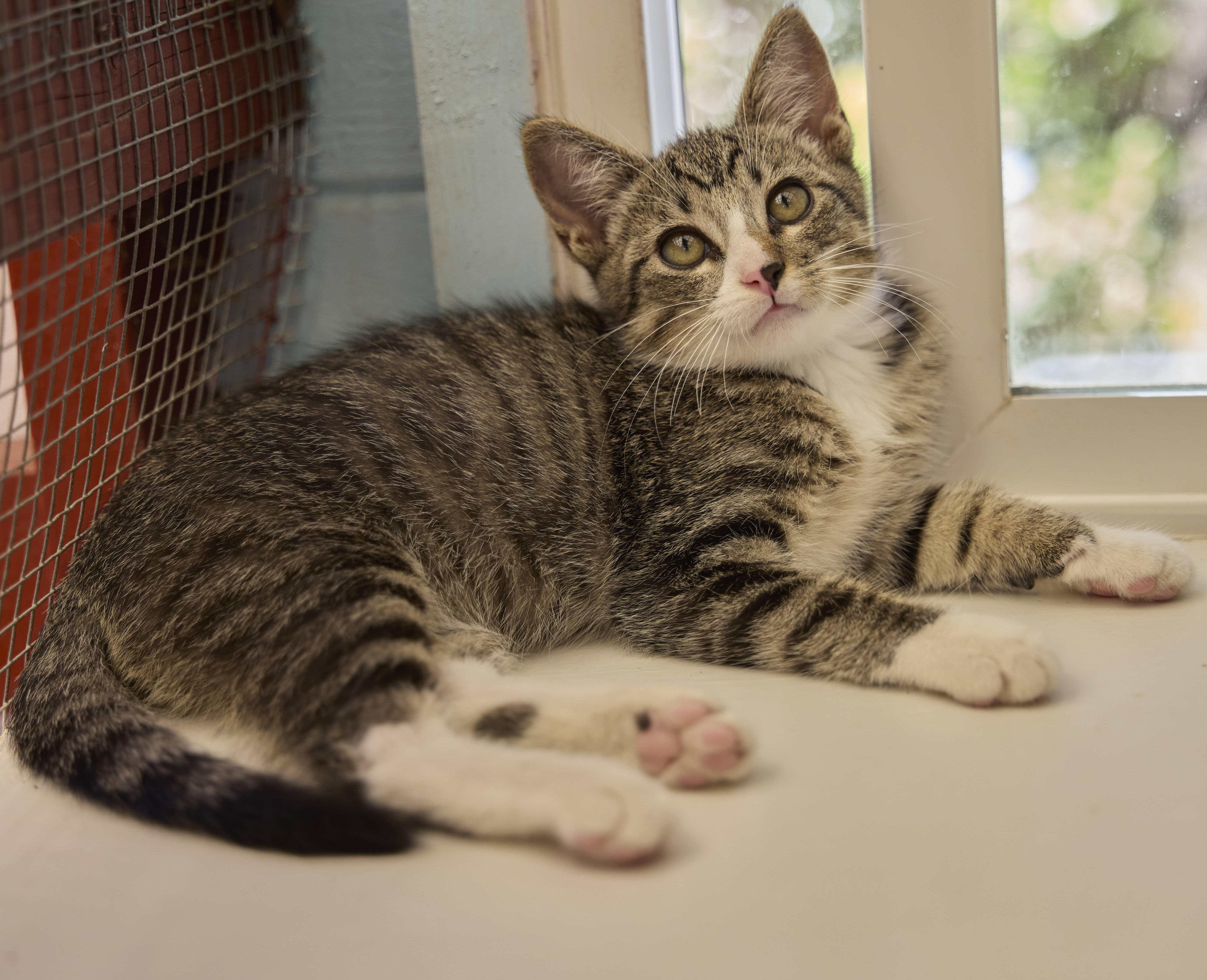 Enlarge Forest, a Adoptable Domestic Short Hair in Santa Barbara, CA image 1/3