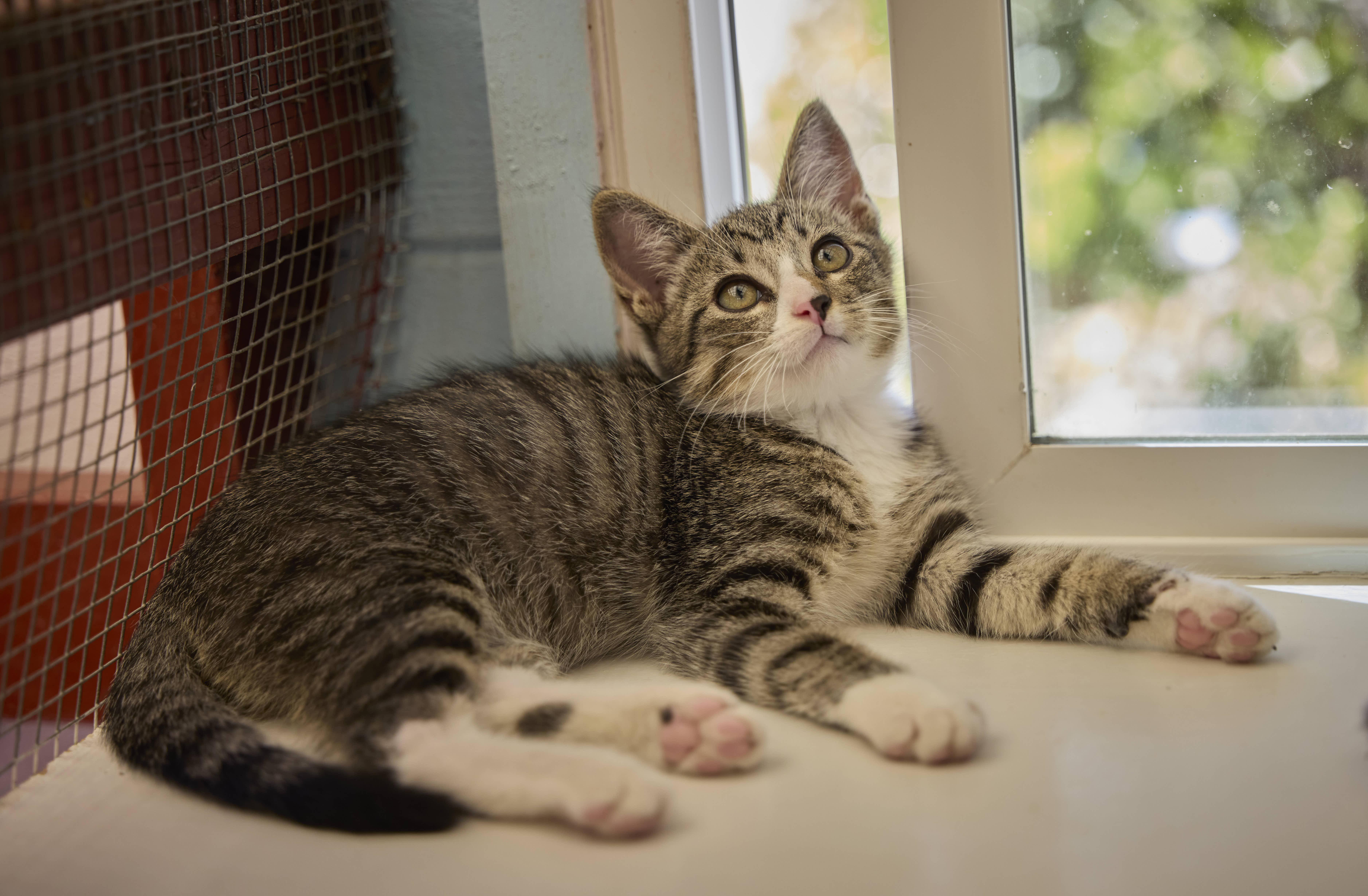 Enlarge Forest, a Adoptable Domestic Short Hair in Santa Barbara, CA image 2/3