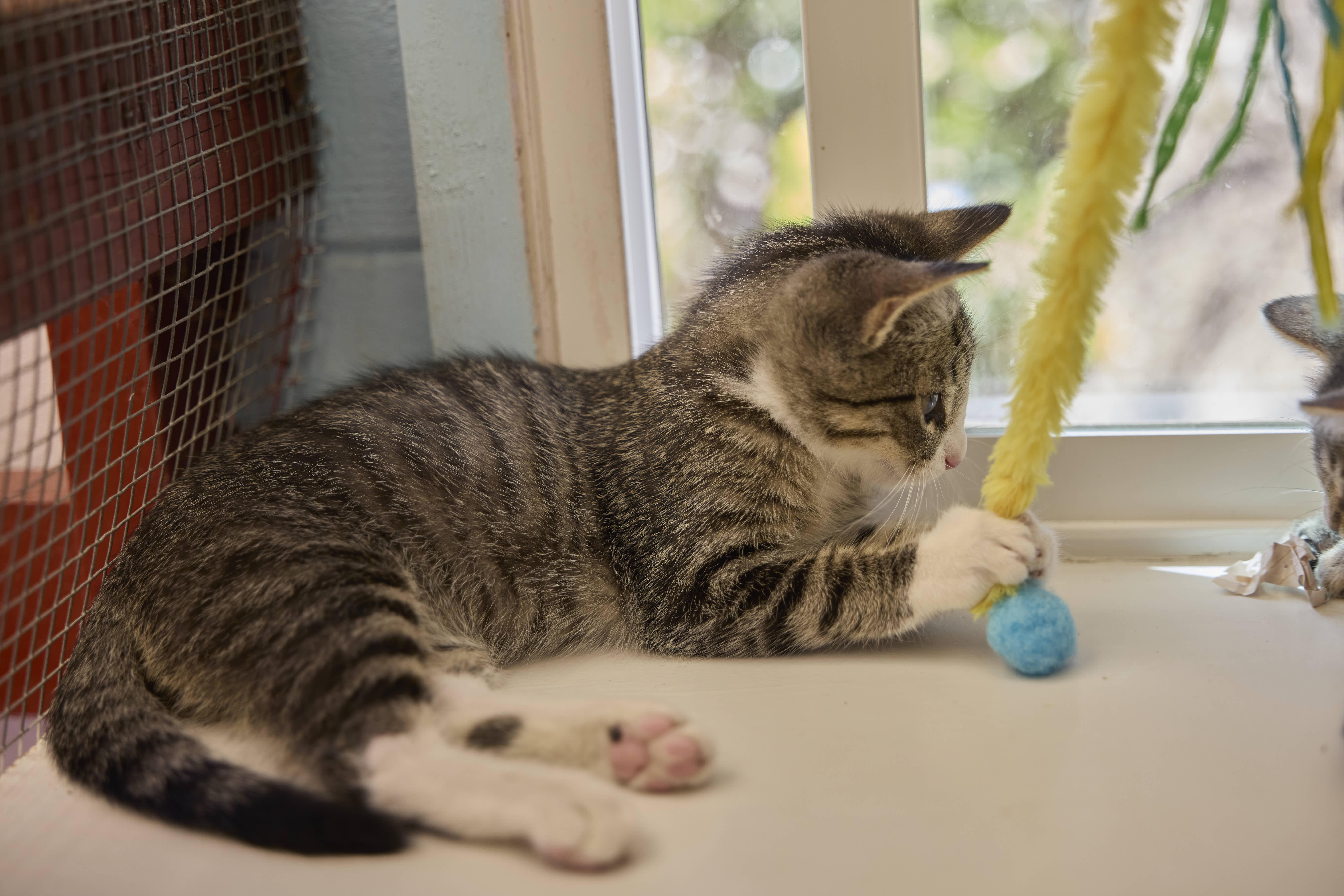 Enlarge Forest, a Adoptable Domestic Short Hair in Santa Barbara, CA image 3/3