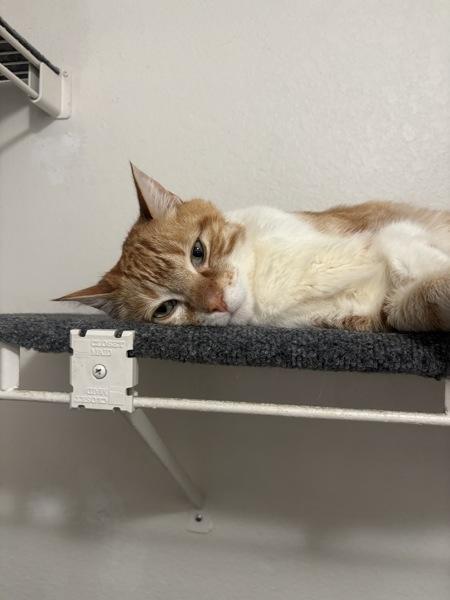 Enlarge Pedi Paws, a Adoptable mixed breed in Oceanside, CA image 2/5