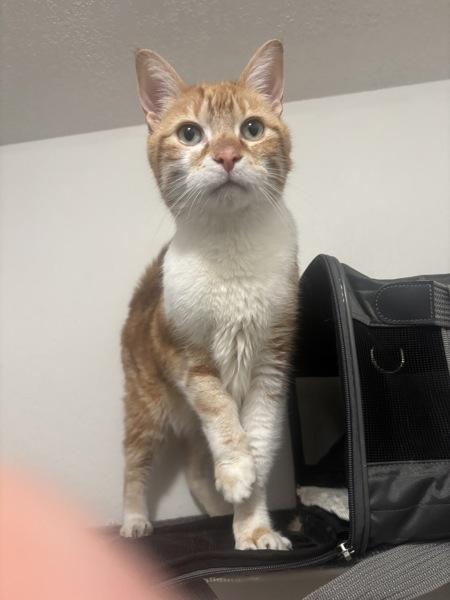 Enlarge Pedi Paws, a Adoptable mixed breed in Oceanside, CA image 3/5