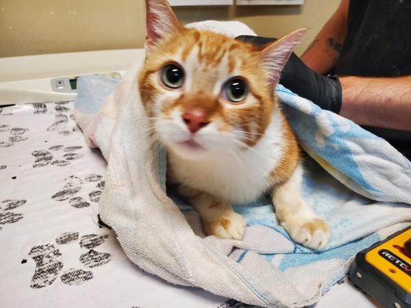 Enlarge Pedi Paws, a Adoptable mixed breed in Oceanside, CA image 4/5