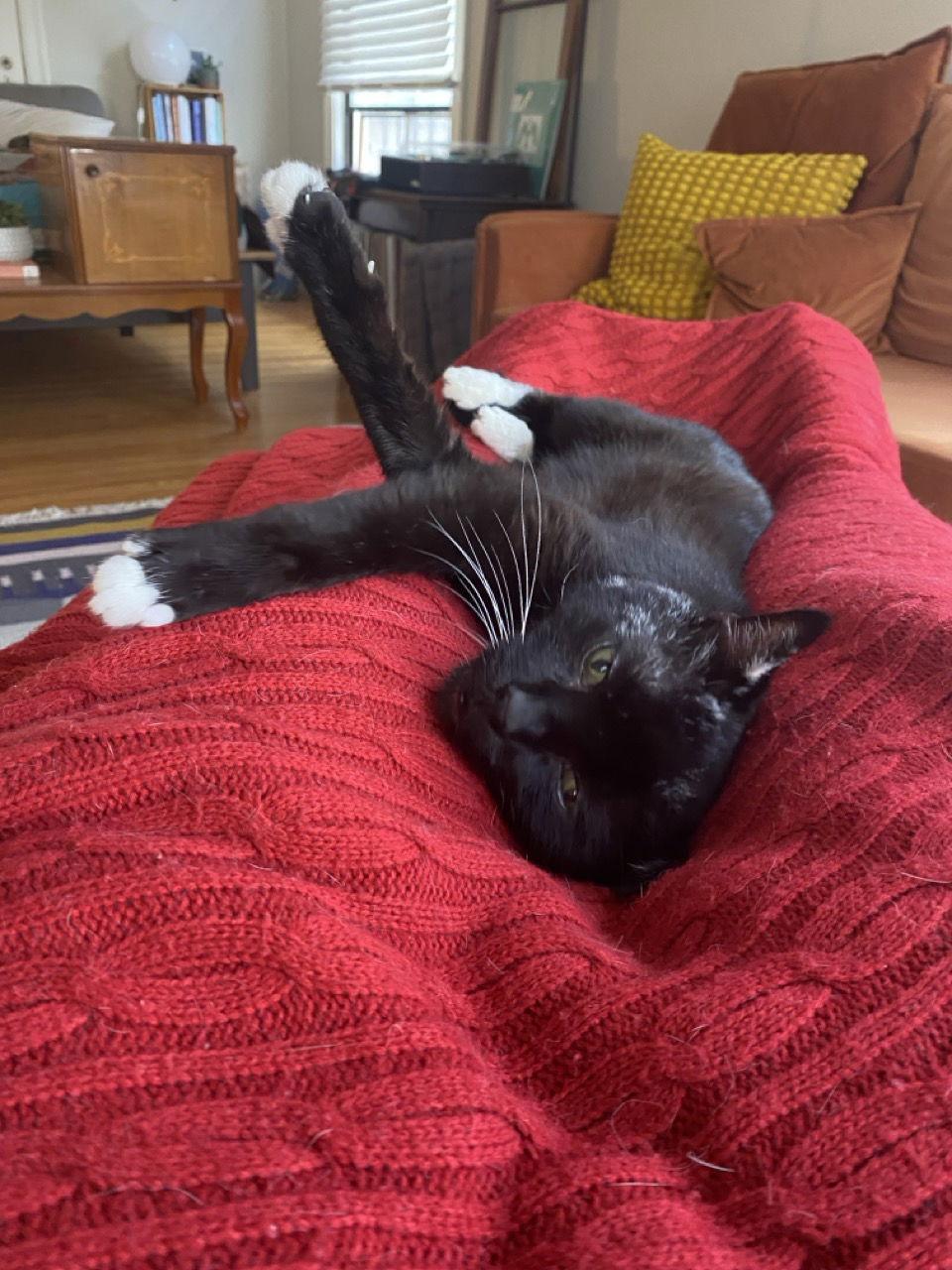 Oscar, Adoptable, Senior Male Domestic Short Hair & Tuxedo.