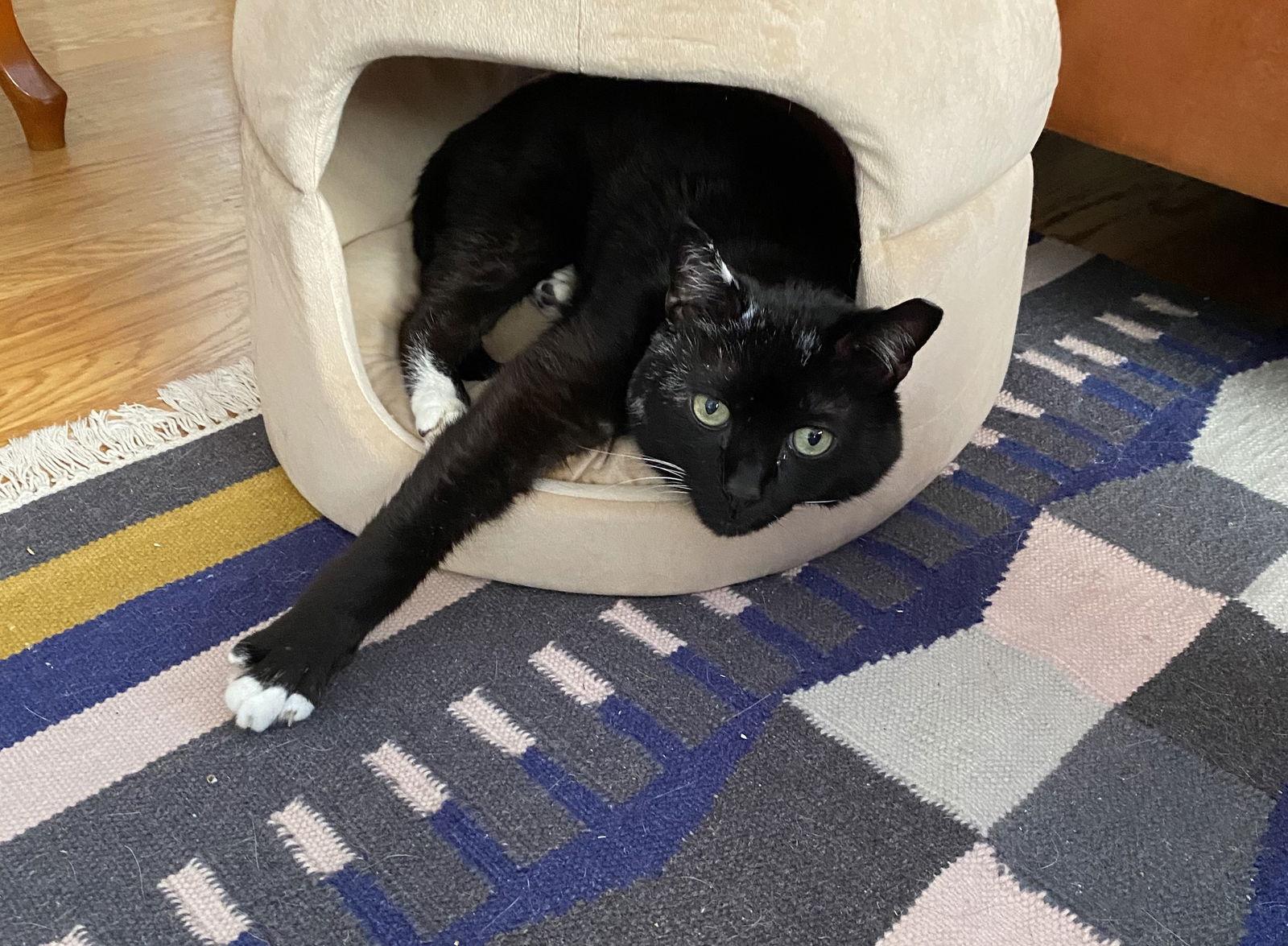 Oscar, a Adoptable mixed breed in Oakland, CA image 3/3