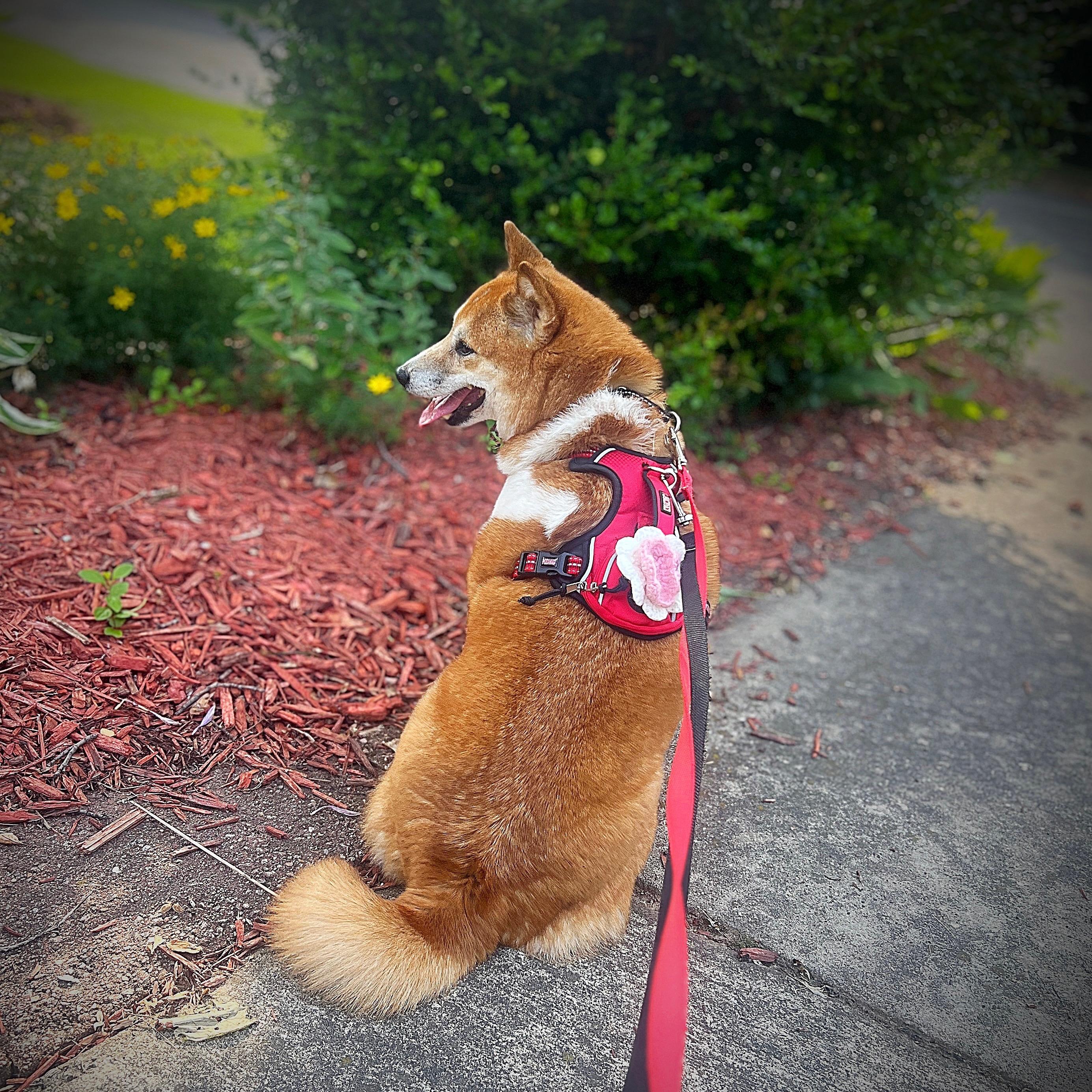 Rosie