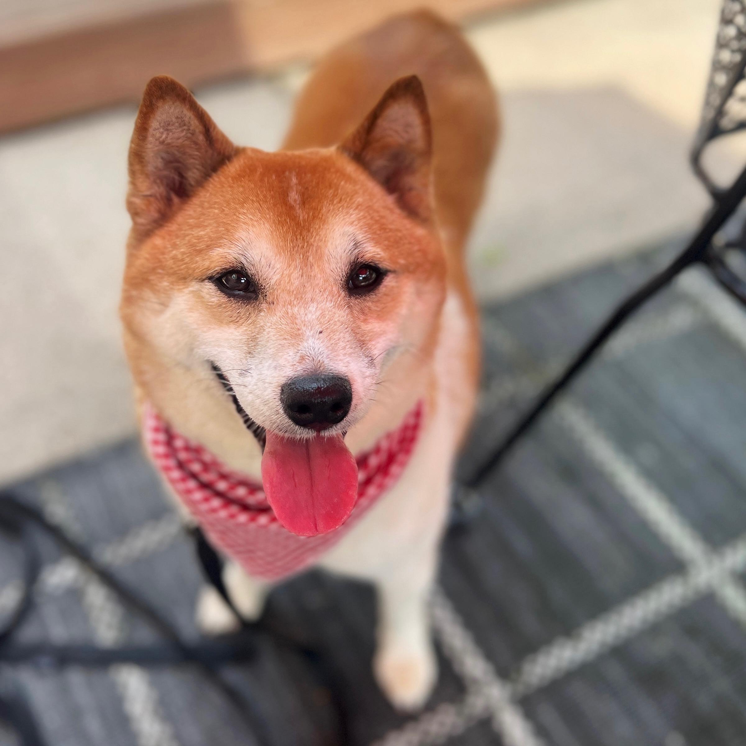 Rosie
