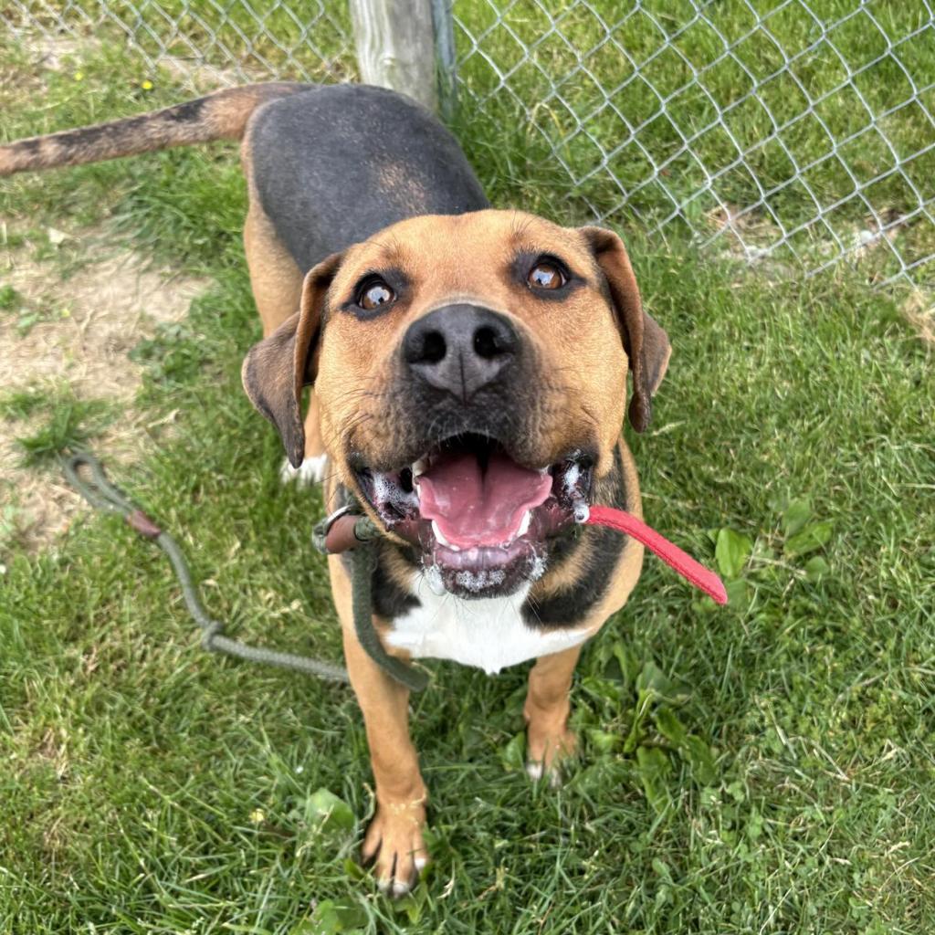 Tank, Adoptable, Adult Male Mixed Breed.
