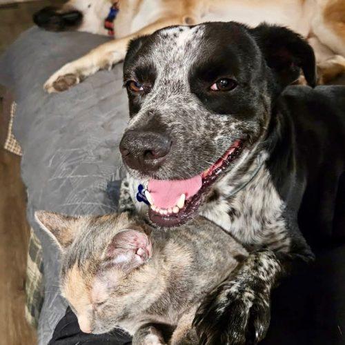 Enlarge Buddy, a Adoptable mixed breed in Leesburg, AL image 1/3