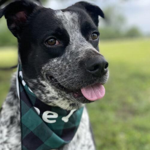 Enlarge Buddy, a Adoptable mixed breed in Leesburg, AL image 2/3