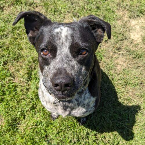 Enlarge Buddy, a Adoptable mixed breed in Leesburg, AL image 3/3