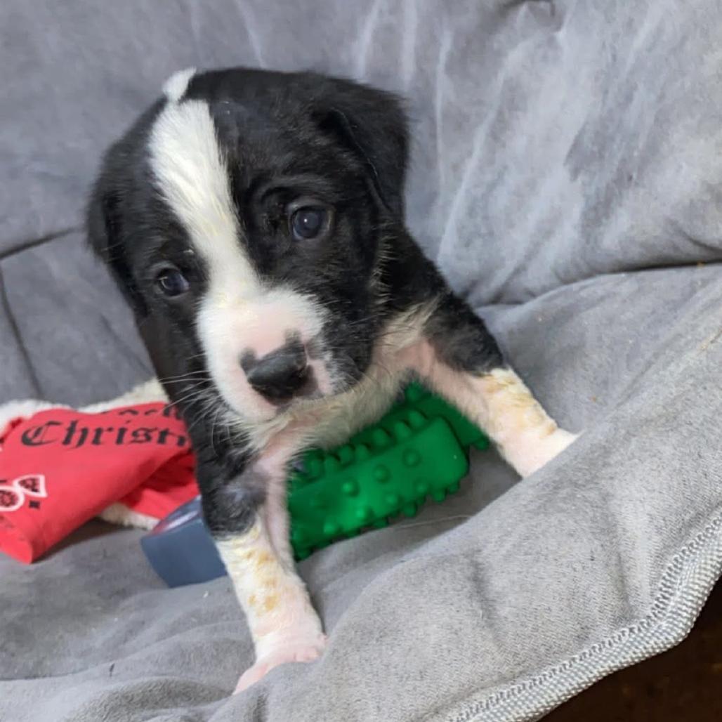 Tejas, Adoptable, Puppy Female Pit Bull Terrier & Mixed Breed.