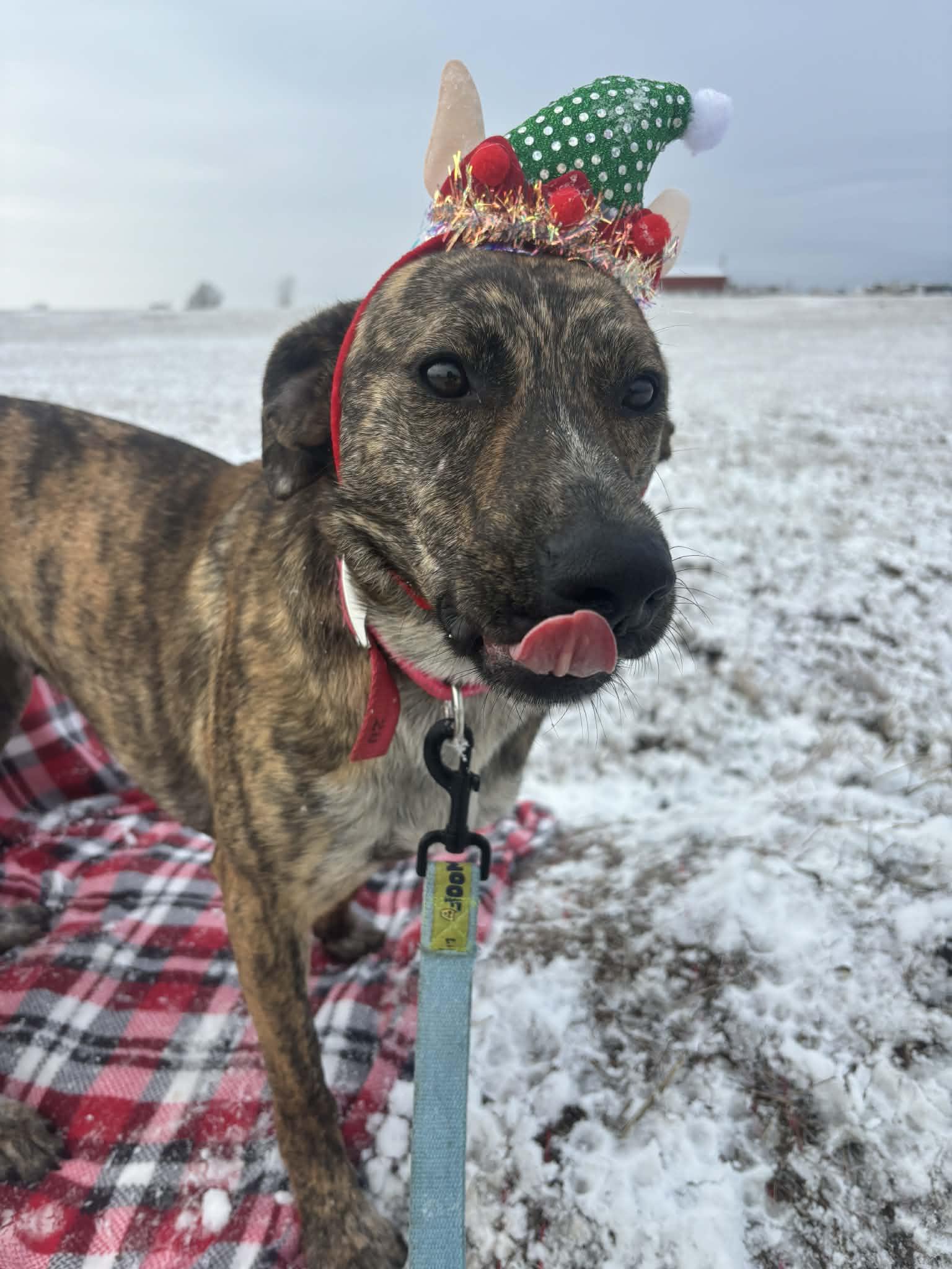 Oakley, Adoptable, Adult Female Mixed Breed.