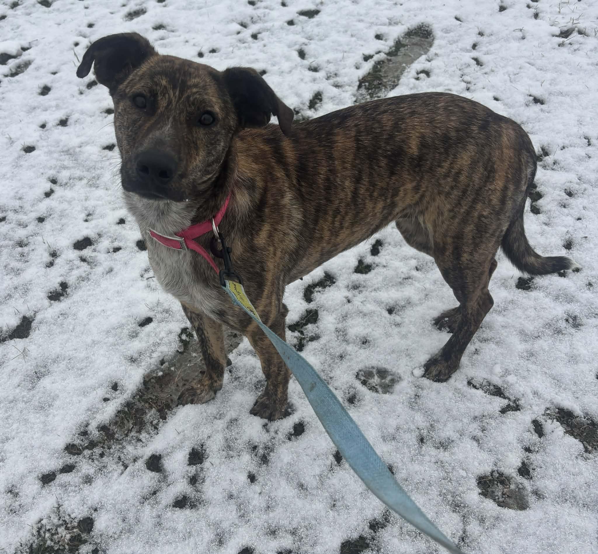 Enlarge Oakley, a Adoptable mixed breed in Okemah, OK image 2/6