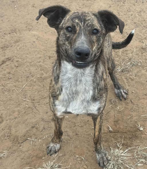 Enlarge Oakley, a Adoptable mixed breed in Okemah, OK image 4/6