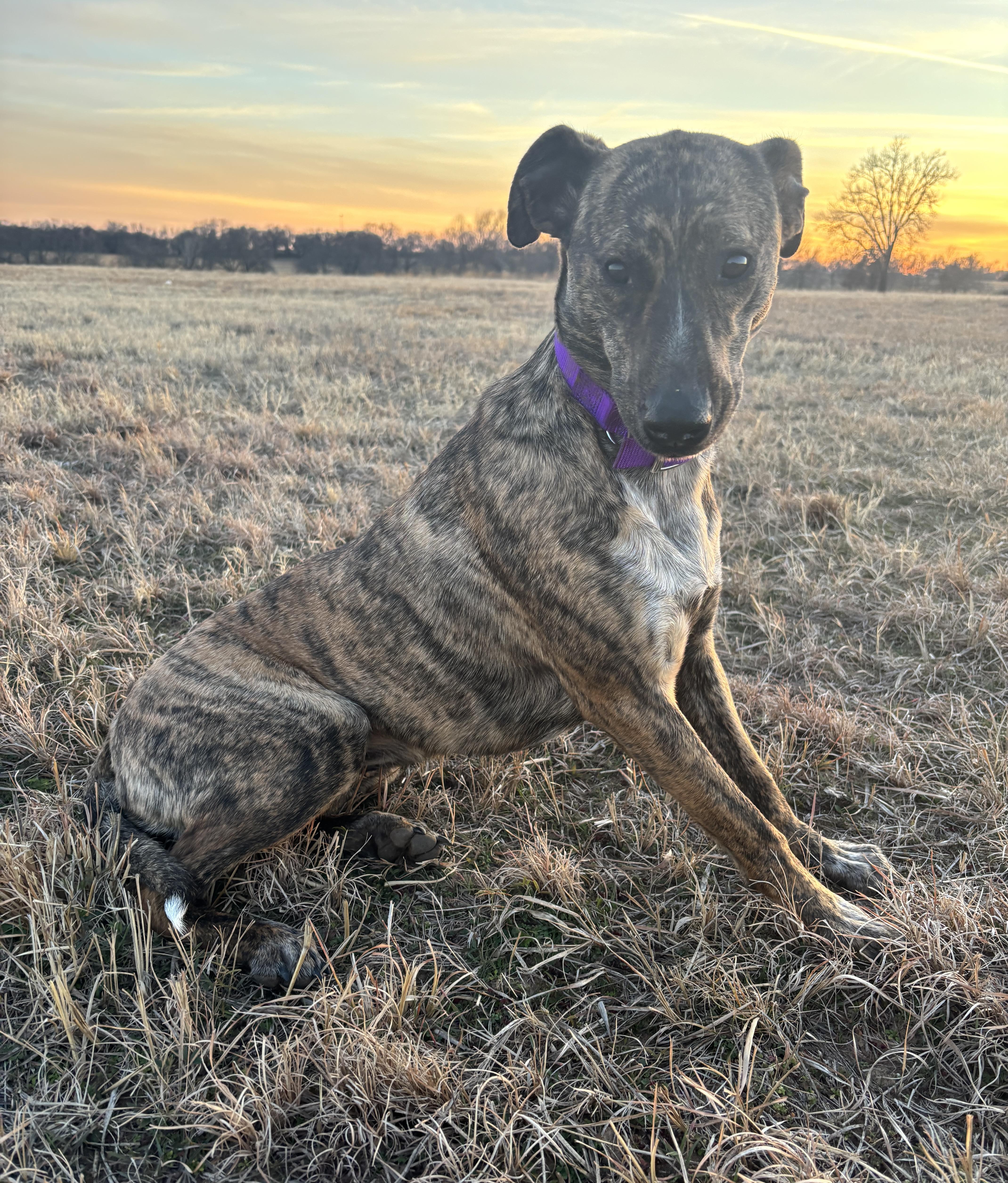 Enlarge Oakley, a Adoptable mixed breed in Okemah, OK image 4/6