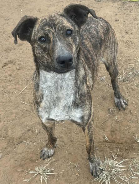 Enlarge Oakley, a Adoptable mixed breed in Okemah, OK image 5/6